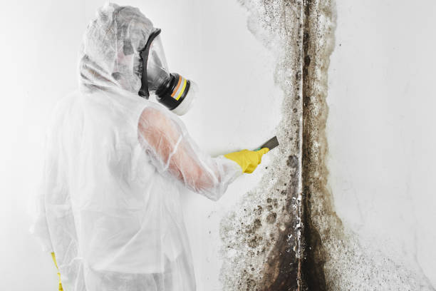Best Mold Remediation for Specific Building Types in Stuart, IA