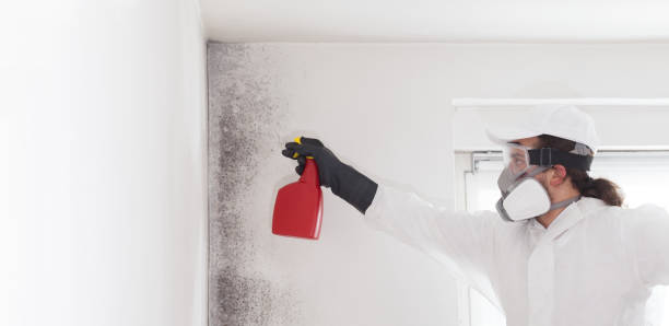 Best Post-Flood Mold Remediation in Stuart, IA