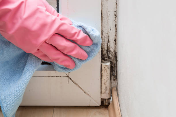 Best Kitchen Mold Remediation in Stuart, IA