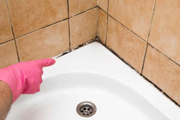 Trusted Stuart, IA Mold Remediation Experts